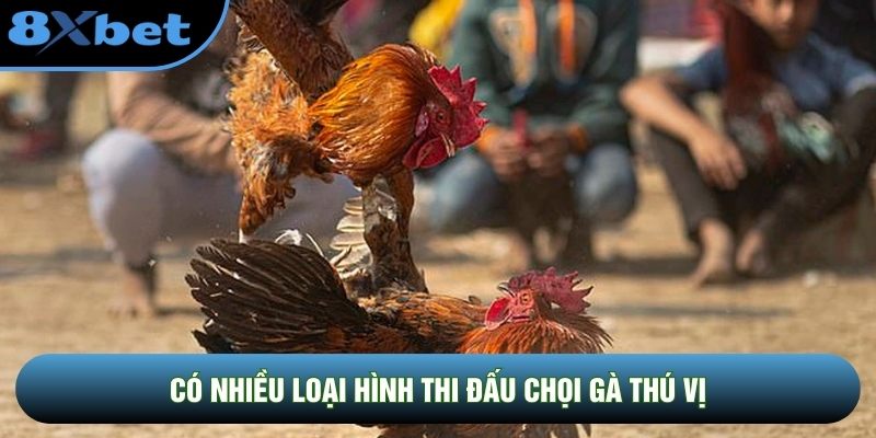 Có nhiều loại hình thi đấu chọi gà thú vị