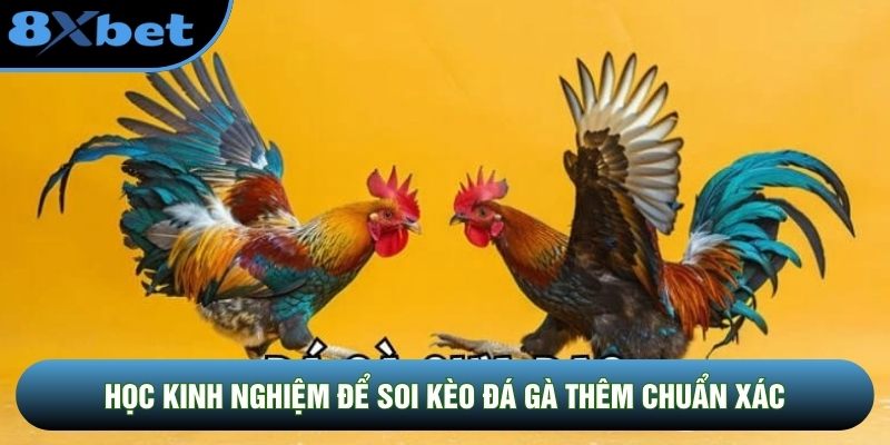 Học kinh nghiệm để soi kèo đá gà thêm chuẩn xác