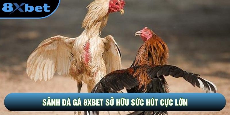 Sảnh đá gà 8XBET sở hữu sức hút cực lớn